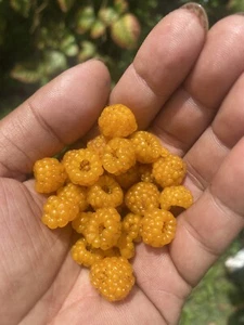 Rubus Wallichianus Very Rare Asian Yellow Raspberry - Tasty Fruits - 10 Seeds - Picture 1 of 3