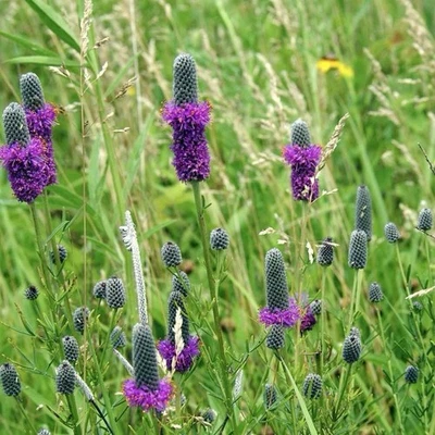 1000+ Semillas de Trébol de Pradera - Púrpura | Abejas Melíferas Polinizadores PERENNES Sin OGM Foto 1 de 3