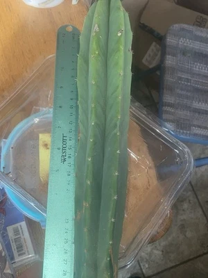 Echinopsis corte especial 12 pulgadas cabeza grasa columnar cactus Foto 1 de 4