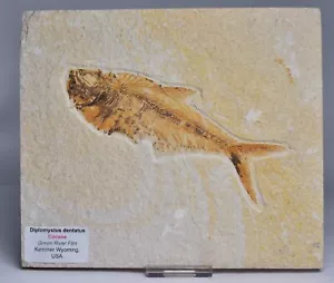 FISH FOSSIL, DIPLOMYSTUS DENTATUS FOSSIL FISH F02 - Bild 1 von 3
