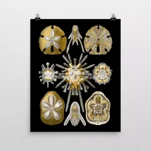 Ernst Haeckel ArtForms in Nature, Echinidea. Sand Dollar Biology Art Print 16x20 - Picture 1 of 2