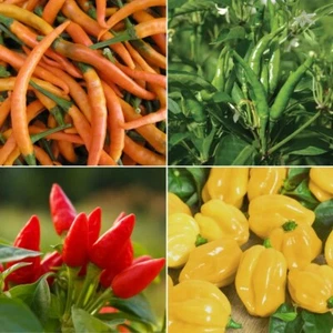 Pepper Hot Seeds - Huge Selection of Varieties - Picture 1 of 29