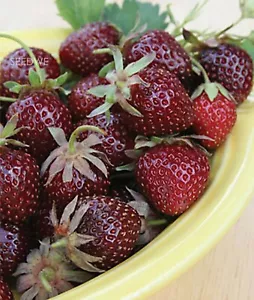 2000 Dark Red Strawberry Seeds Rare Wild Exotic Tropical Fruit Plant Seed - Bild 1 von 3