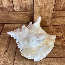 Small Queen Conch Shell 5”