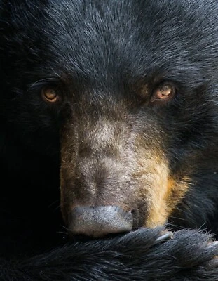 3D WILDLIFE LENTICULAR PRINT / PICTURE / WALL ART - BLACK BEAR FACE - Image 1 of 4