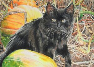 Black Cat, Pumpkin Patch, Colored Pencil. Drawing, Original Art By N.E.Thompson