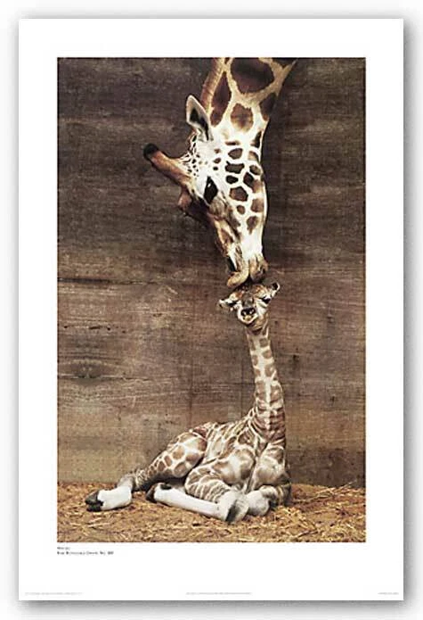 Mini Poster Giraffes Makulu Kiss Baby Giraffe Calf Perth Zoo Australia - Image 1 of 1