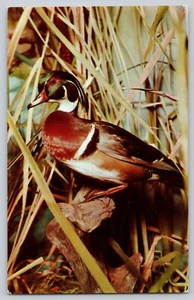 Postal Pennsylvania Philadelphia Academia de Ciencias Naturales Museo Pato Pájaros - Imagen 1 de 2