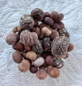 Baobab Seed Variety Pack - Picture 1 of 3