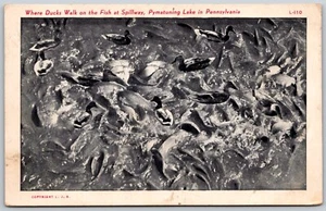 Postcard Pymatuning Lake PA Where Ducks Walk on the Fish at Spillway - Bild 1 von 2