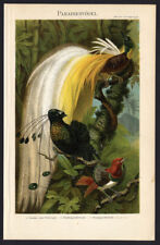 Antique Print-Different species of paradise birds-Paradiesvögel-Meyers-1895