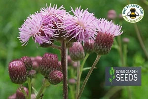 PURPLE MAUVE CIRSIUM ARVENSE CREEPING THISTLE PERENNIAL WILD FLOWER SEEDS - Picture 1 of 7