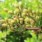 Pistachio (Pistacia vera) - 5 seeds