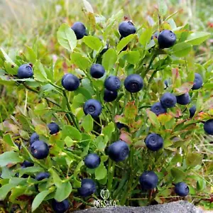Bilberry seeds (Vaccinium myrtillus) 30 PCS / 300 PCS fresh seeds - Picture 1 of 9