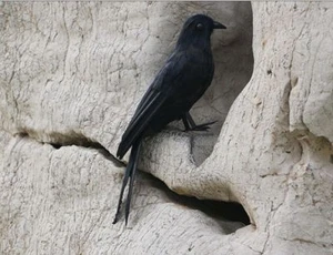 Neu Simulation Krähe Spielzeug Schaumstoff & Pelze schwarz Vogel Modell Geschenk ca. 30 cm - Bild 1 von 2