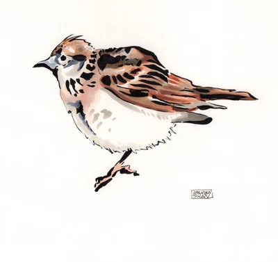 Tinta de arte original Eurasian Skylark y marcador copia tamaño A4 único en su clase Foto 1 de 2