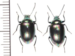 Tenebrionidae: Amarygmus callichromus pair ,A1, unmounted,Japan,beetle - Picture 1 of 1