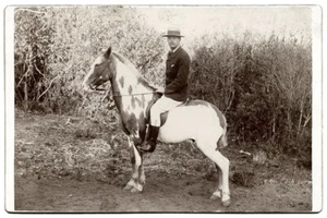 Antique Cabinet Card Photo PINTO HORSE with Rider - Picture 1 of 2