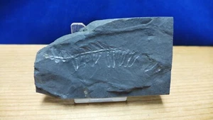 GEOLOGICAL ENTERPRISES Pennsylvanian Fossil Plant Pectoperis jenneyi Penn. B - Bild 1 von 5