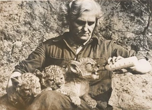 Lotte Walter Mother Lions Wild Life Zoo Old Photo 1954 - Imagen 1 de 2