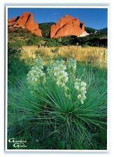 Postcard #40748 Yucca Flower - Garden of the Gods, Colorado Springs CO M9