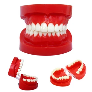 Dental 1:1 Tooth Upper / Lower Jaw Adult Standard Teeth Model Study Teach - Picture 1 of 11