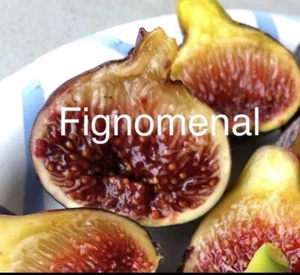 Fig Trees Cold Weather Combo 2 Trees Olympian And Fignomenal - Picture 1 of 2