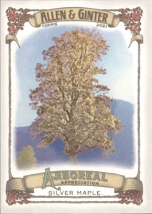 Arce plateado - Apreciación arbórea 2021 Topps Allen & Ginter #AA-3 - Imagen 1 de 2