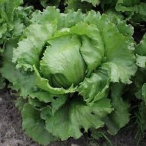 ICEBERG LETTUCE SEEDS Non GMO Green Vegetable Garden Lettuce Seed