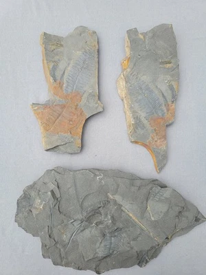 Tons Of Fern Fossils AMAZING DETAIL  - Image 1 of 4