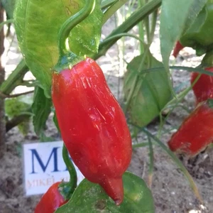 Aji Norteño , 10 semillas , Capsicum baccatum  (54) - Picture 1 of 1