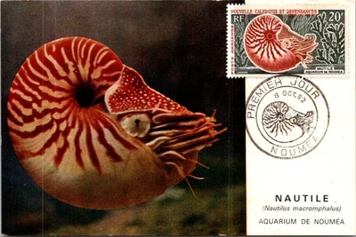 (1716) 25-11-2025 - Nueva Caledonia Maxicard 1952 - Nautile (Sheel) Foto 1 de 2