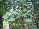 Photo 6x4 Ginkgo leaves A small but particularly nice specimen of a ginkg c2007