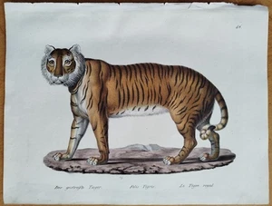 Tiger # Schinz/Brodtmann Großer Originaldruck # 1824 - Bild 1 von 1