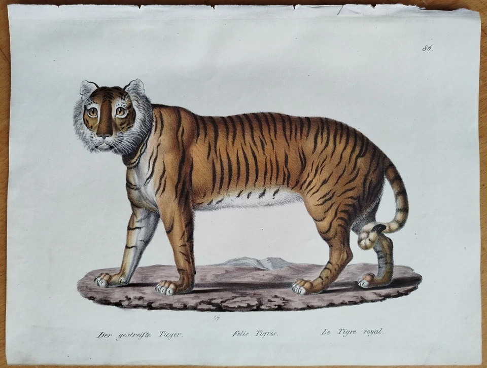 Tiger # Schinz/Brodtmann Großer Originaldruck # 1824 - Bild 1 von 1