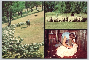 Postcard Sheep Mustering and Shearing Australia Post Pre-Stamped Series III 1981 - Picture 1 of 2