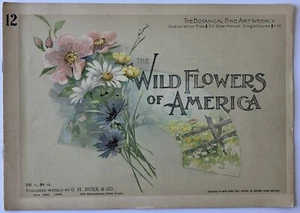 Wild Flowers of America July 31, 1894 Vol 12 - Picture 1 of 1