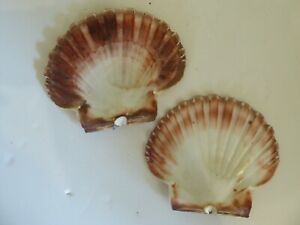 Vintage Pair Clam Shells  Display Fishtank aquarium bathroom