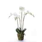 Emerald Artificial Phalaenopsis with Moss House Plant Flower White 90 cm 20.355 