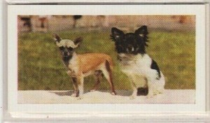 Hornimans Tea Dog Cards 1961. Chihuahua
