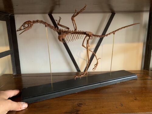 Dinosaur/Replica Skeleton Archaeopteryx of 23 5/8in Base Wood Black
