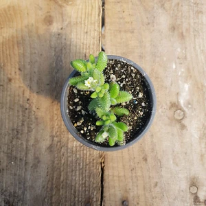 Delosperma echinatum -Pickle Plant - Picture 1 of 2