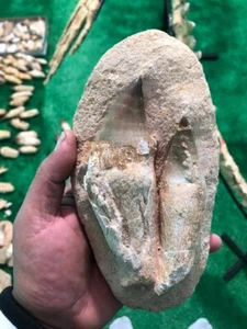 Authentic Mosasaur 2 Teeth In Matrix Fossilzed Peroid Creataceous Jurassic Ancie - Picture 1 of 7