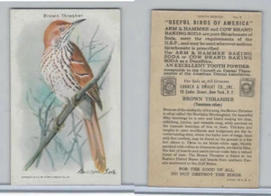 J9-6, Church & Dwight, Useful Birds America 10th Ser., 1925, #9 Brown Thrasher - Picture 1 of 1