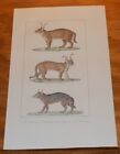 1835 BUFFON COLOR Animal Print   /  CARACAL OF BENGAL, JACKAL and CARACAL