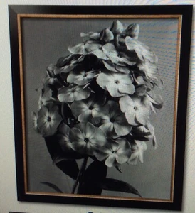 Phlox Blossoms 1939 Wall Art J. Horace McFarland NEW - Picture 1 of 1