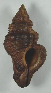 MUREX CAPUCINUS 69.68mm BEAUTIFUL GIANT SPECIMEN Yule Is., Papua & New Guinea - Picture 1 of 2