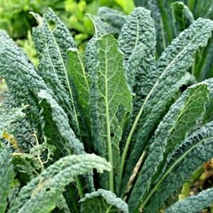 Heirloom Non-GMO Product of The USA Please Read This is a Mix!! Dwarf Blue Curled 1000+ Kale Mixed Seeds ORGANICALLY Grown Scarlet Kale Russian Red Lacinato Dinosaur Siberian Dwarf