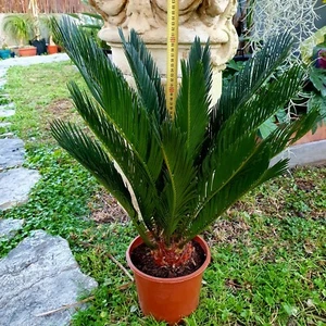 Cycas revoluta 50cm/60cm - Imagen 1 de 2