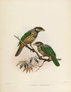 Piatto n. 36 Aelurcedus Buccoides Birds of Paradise di Daniel Elliot Giclée Repro - Foto 1 di 2